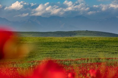 Dağlarda baharda açan haşhaş tarlaları