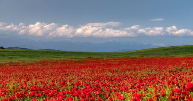 Dağlarda baharda açan haşhaş tarlaları