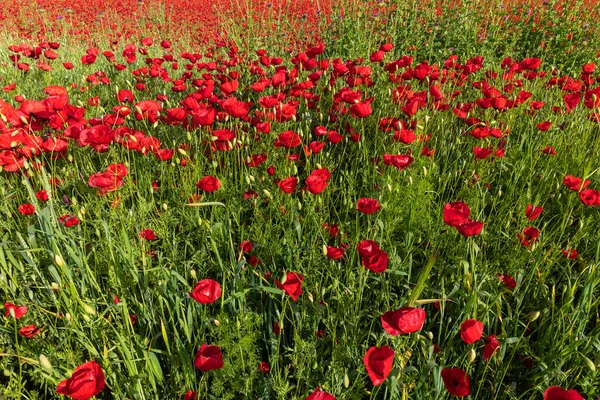 Blooming Poppy Fields Spring Mountains — Stock Photo, Image