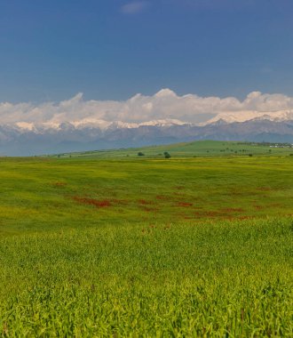 Dağlarda baharda açan haşhaş tarlaları
