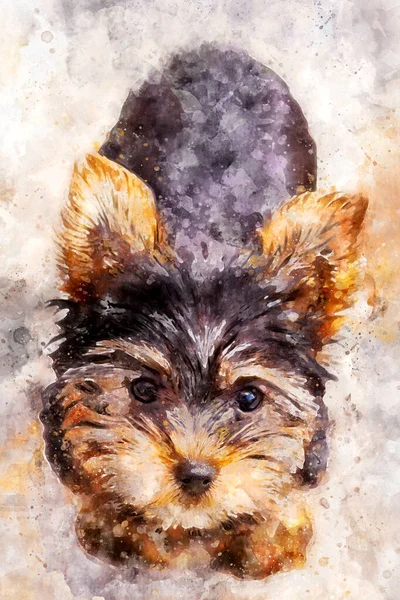 Adorable Cachorro Yorkie Pintura Acuarela — Foto de Stock