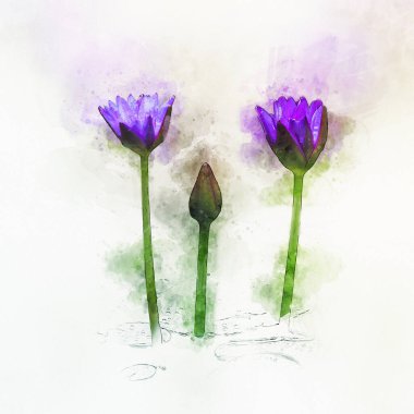 Gölde canlı mor nilüferlerin suluboya resmi.