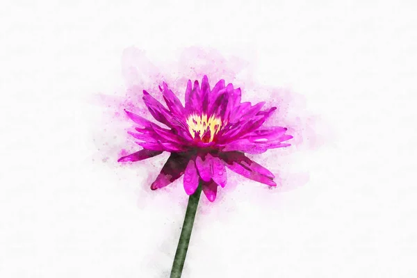 Акварельная Живопись Ярко Розовой Водяной Лилии — стоковое фото