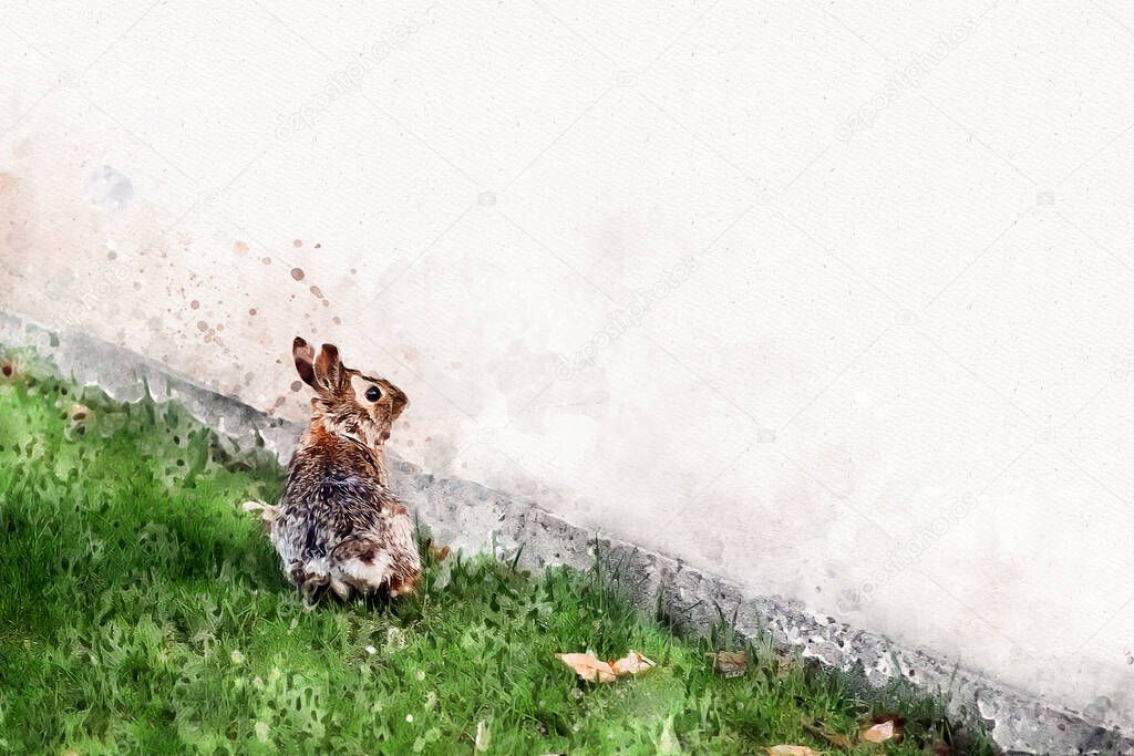 Bunny Rabbit sitting in green grass, looking into the unknown distance. This is a photograph turned into a watercolor painting