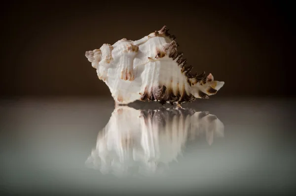 Sea shell reflection — Stock Photo, Image