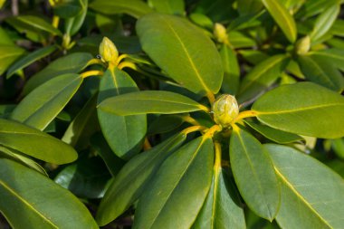 Yeşil arka plan, bahçedeki bitkiler ve çalılar.