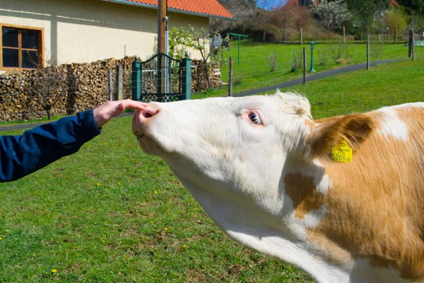 Mooie Mooie Alpenkoe Een Boerderij — Stockfoto