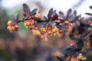  Bahçedeki güzel bahar çiçekleri. Ağaçtaki çiçekler..