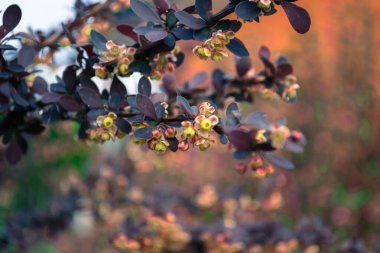  Bahçedeki güzel bahar çiçekleri. Ağaçtaki çiçekler..