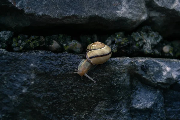 Pequeño Caracol Arrastrándose Palma Mano —  Fotos de Stock