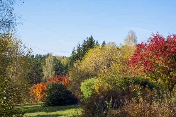 Foresta Variopinta Autunnale — Foto Stock