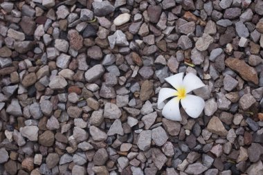 kaya zemin zemin üzerine beyaz plumeria çiçek