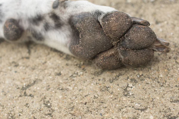 Dreckige Hundepfote auf Betonboden — Stockfoto