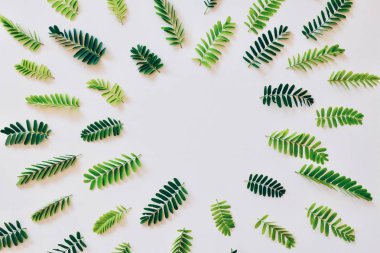 Yeşil yaprakları beyaz arka plan üzerinde daire çerçevesi olarak ayarla