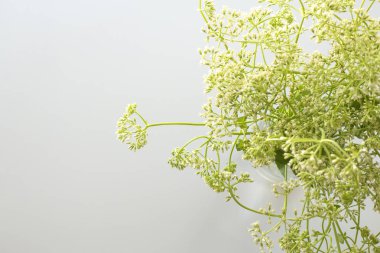 beyaz zemin üzerinde bir vazoda kır çiçekleri. 