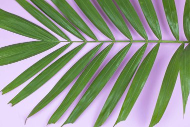 Palmiye yaprağı pembe bir arka plan üzerinde.