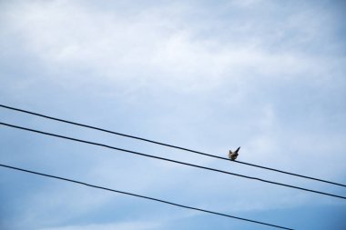 Mavi gökyüzü ile tel üzerinde bir güvercin.