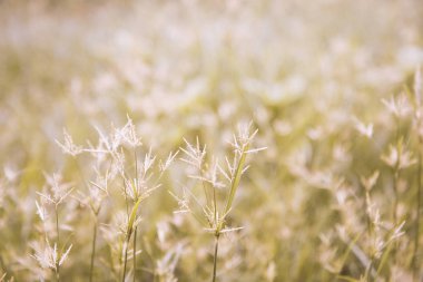 yabani otlar çiçek alan vintage sesi ile. seçici odak.
