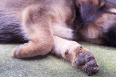 sleeping brown dog's paw. clipart