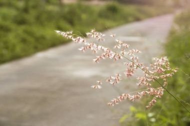 Beton yol altın sakal çim. 