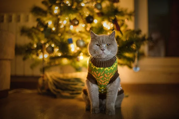 New year cat with alpine gear on the thee — Stock Photo, Image