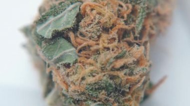 Dişi bir kenevir tomurcuğu bitkisinin yakın çekimi