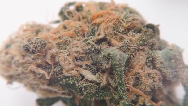 Close-up of narcotic marijuana before use — Stock Video