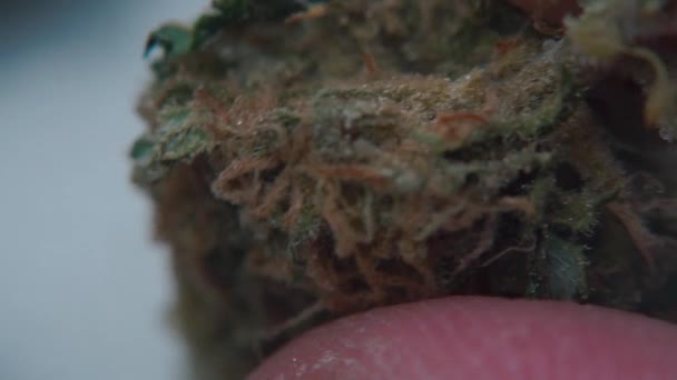 Marihuana medicinal en manos de un traficante de drogas — Vídeos de Stock