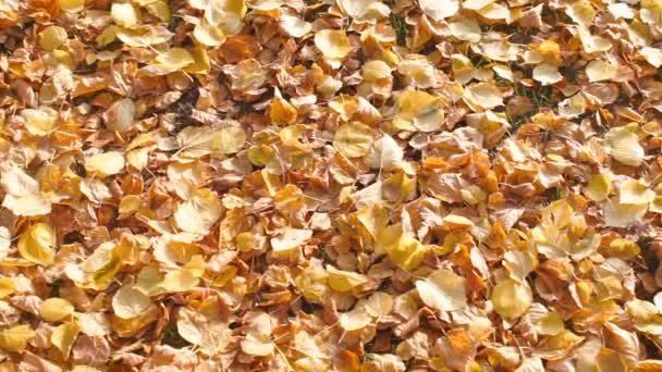 Осенние желтые листья в городском парке — стоковое видео