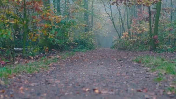 Route en automne brouillard parc de la ville — Video