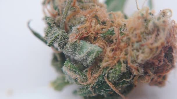 Крупный план медицинской марихуаны в лаборатории — стоковое видео