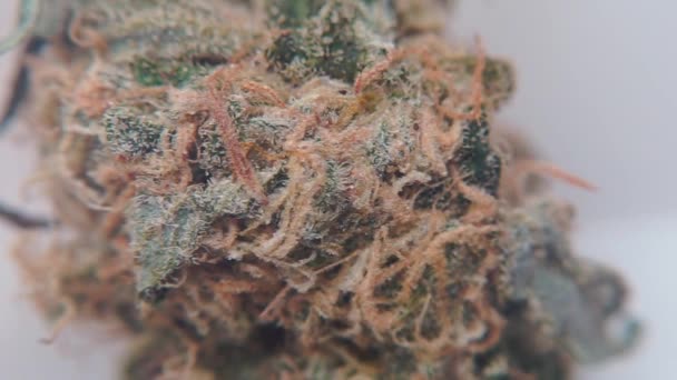 Primer plano de una flor de una planta de marihuana medicinal femenina — Vídeos de Stock