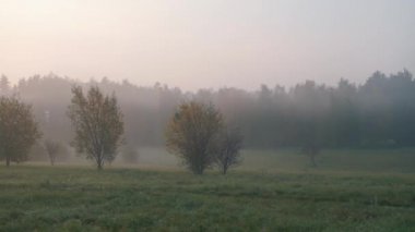 Sisteki sonbahar ormanının panoramik görüntüsü.