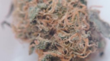 Macro shot tıbbi marihuana..