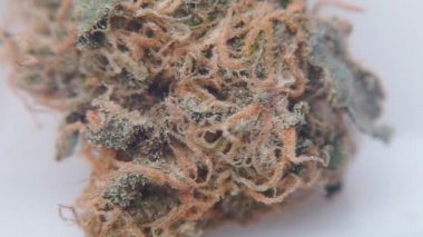 Karakoldaki laboratuarda tıbbi marihuana..