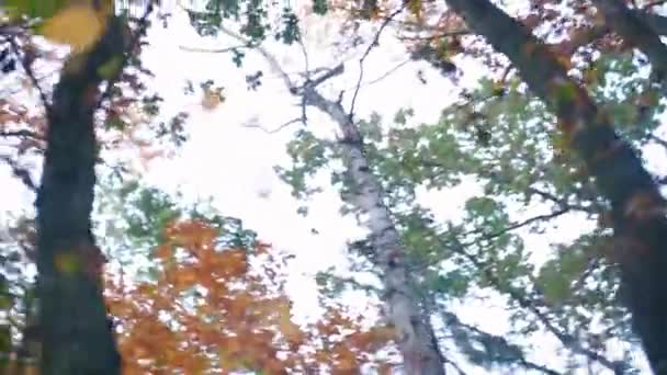 Trädens toppar i höstskogen i en stadspark. — Stockvideo