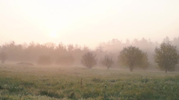 Vervelende ochtend in een stadspark. De mist wordt aan de kant geblazen door de wind.. — Stockvideo