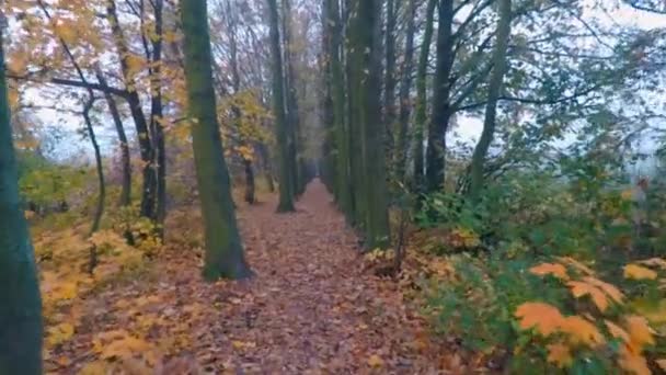 La route dans le parc de la ville d'automne . — Video