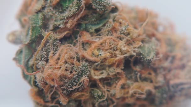 Macro shot of a narcotic cannabis plant on a white plate. — Stock Video