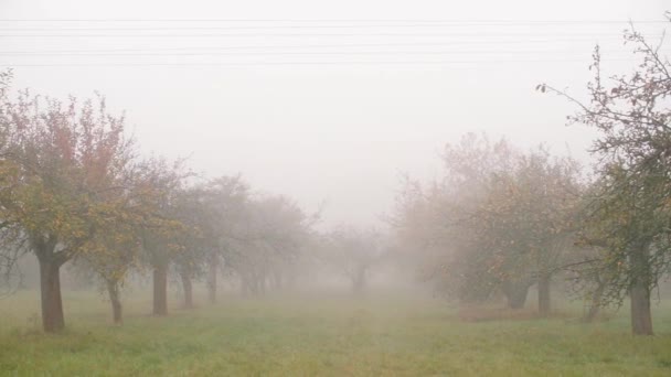 Herfst appelboomgaard in de mist — Stockvideo