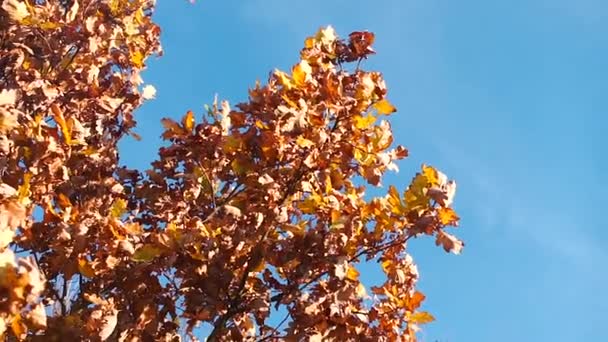 Árbol amarillo otoñal sobre un fondo de cielo azul . — Vídeo de stock