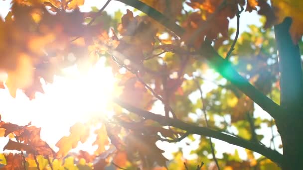 Árbol amarillo otoñal sobre un fondo del sol . — Vídeos de Stock