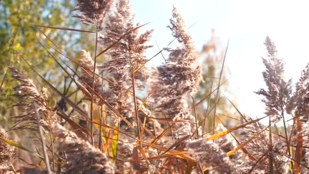 Autumn yellow, brown plants. Against the background of the sun. — Stock Video