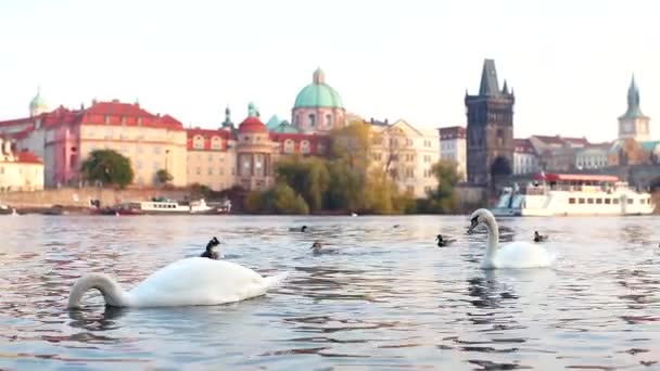 Na řece plave labuť s hlavou skloněnou ve vodě. — Stock video