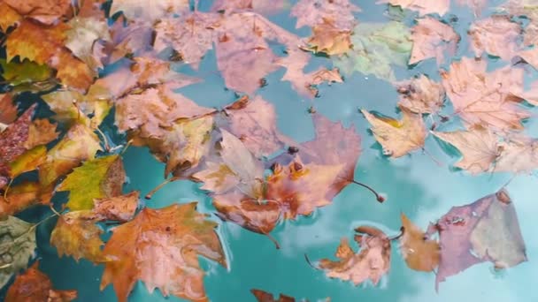 Autumn leaves lie on the blue water of the lake — Stock Video