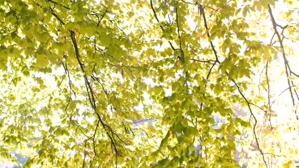 Autumn yellow leaves in the backlight of the sun — Stock Video