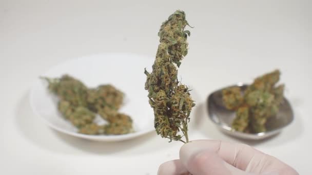 Marijuana av hög kvalitet i händerna på en vetenskapsman — Stockvideo