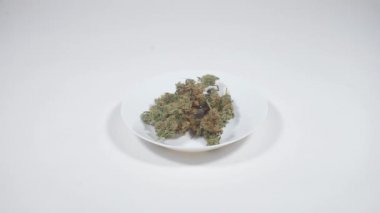 Esrar festivalinde sunulan yüksek kaliteli marihuana artışları