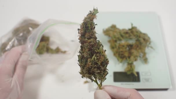Estudo de variedades de cannabis, legalização da maconha — Vídeo de Stock