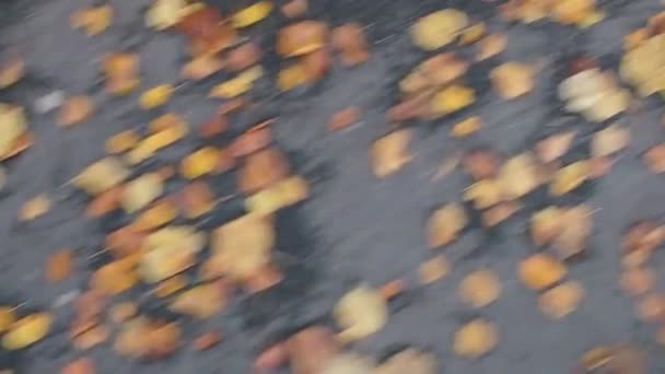 Uitzicht op herfstbladeren van een fiets op snelheid — Stockvideo